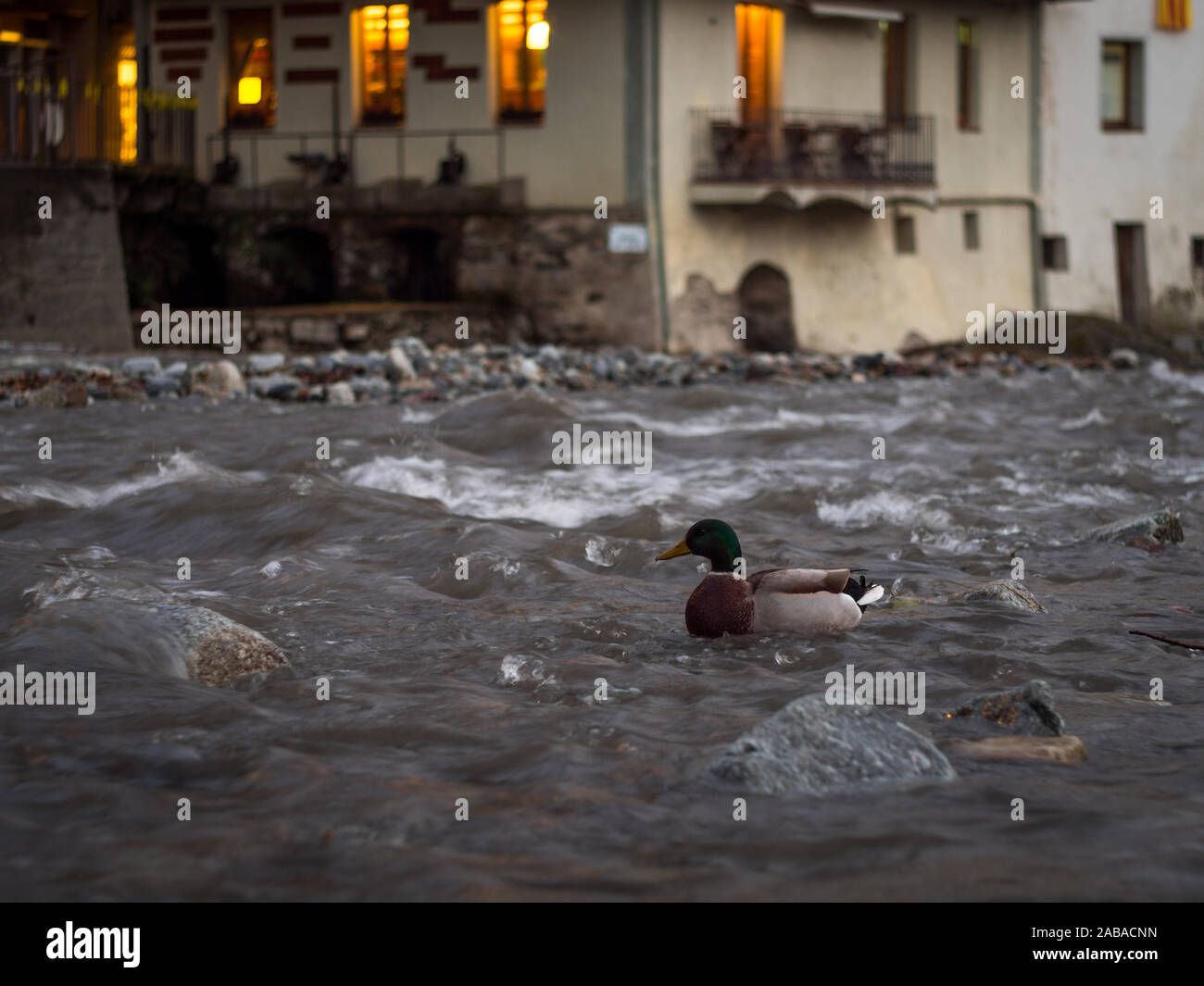 Ente auf der Ter Fluss, da es durch die kleine Stadt von Camprodon bei Sonnenuntergang (Girona - Spanien) Stockfoto