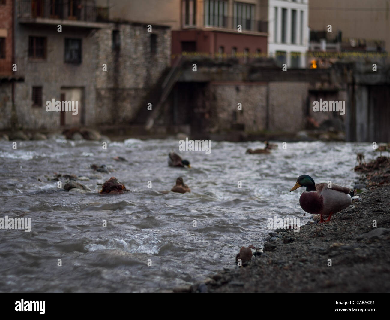 Ente am Ufer des Flusses Ter durch die kleine Stadt von Camprodon bei Sonnenuntergang (Girona - Spanien) Stockfoto