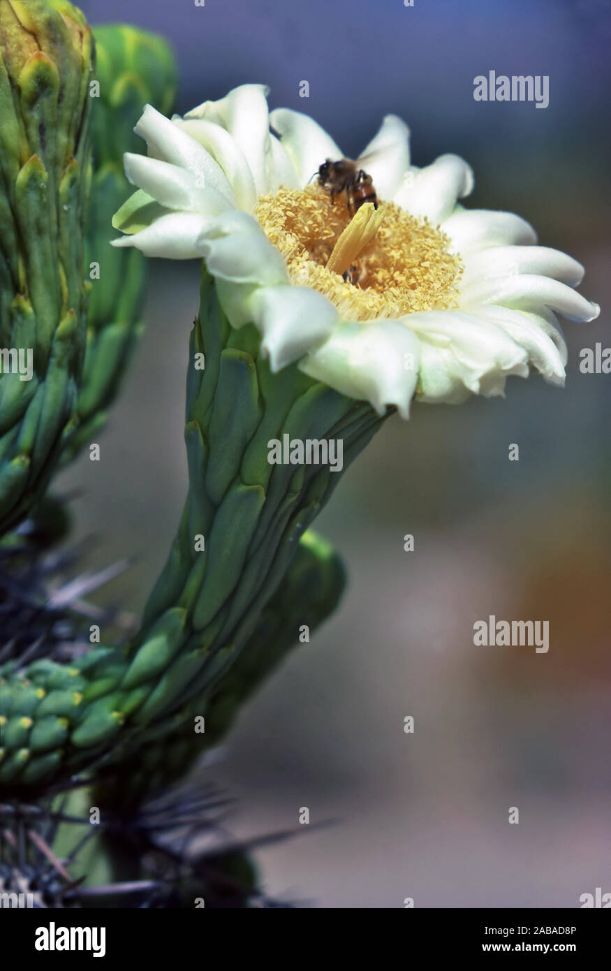 Blühende Saguaro Kaktus in der Wüste, Arizona Stockfoto