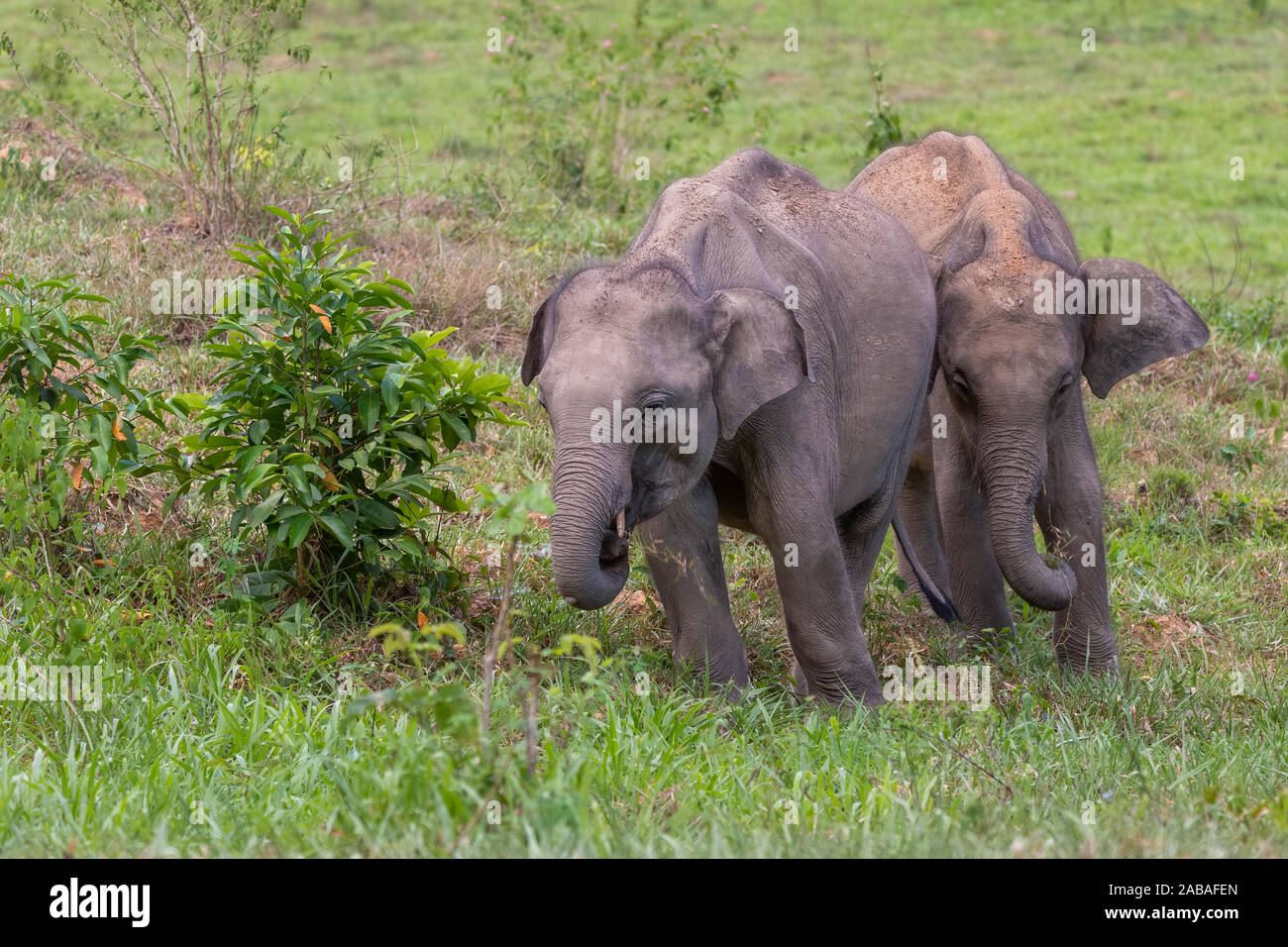 Thai wilde Elefanten Kalb mit trunk ein Büschel Gras zu schnappen zu essen Stockfoto