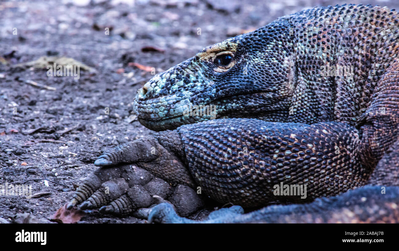 Komodo Dragon auf Rinca Island, Indonesien Stockfoto