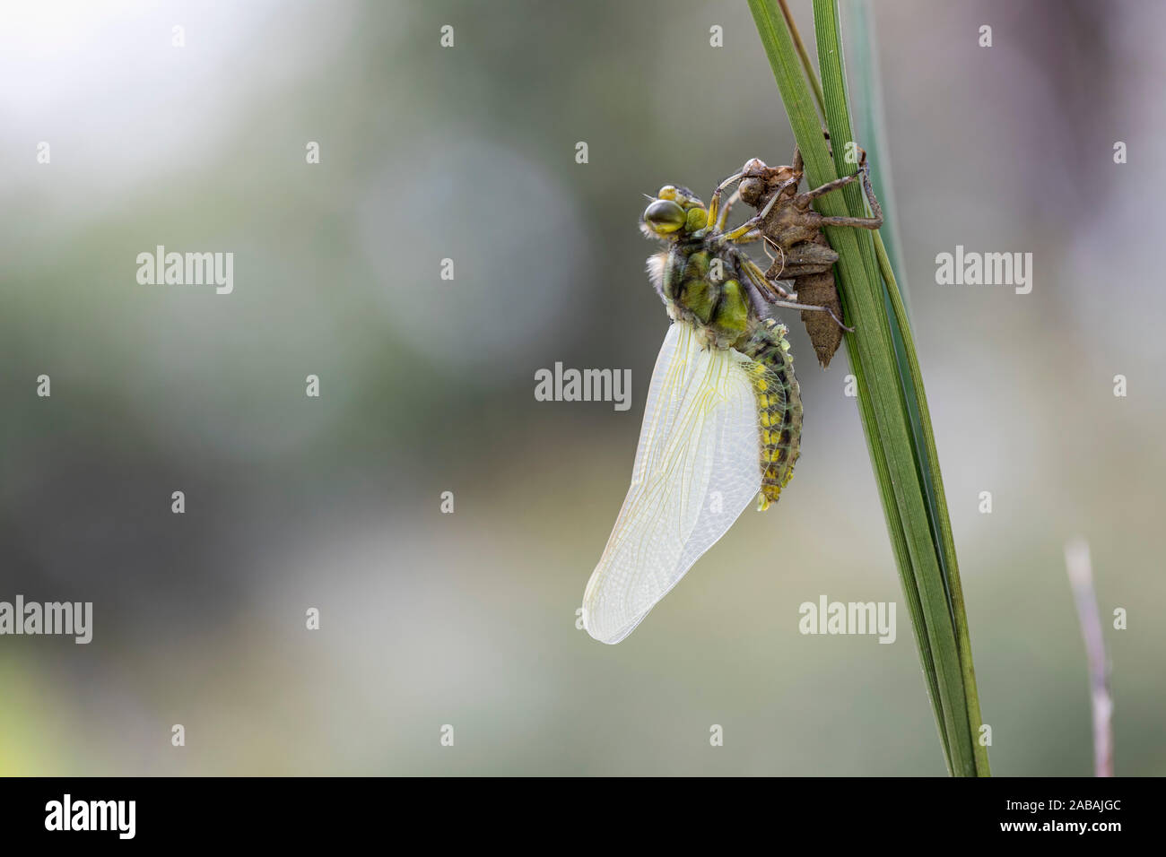 Breite Bodied Chaser Dragonfly; Libellula depressa; Entstehung; UK Stockfoto