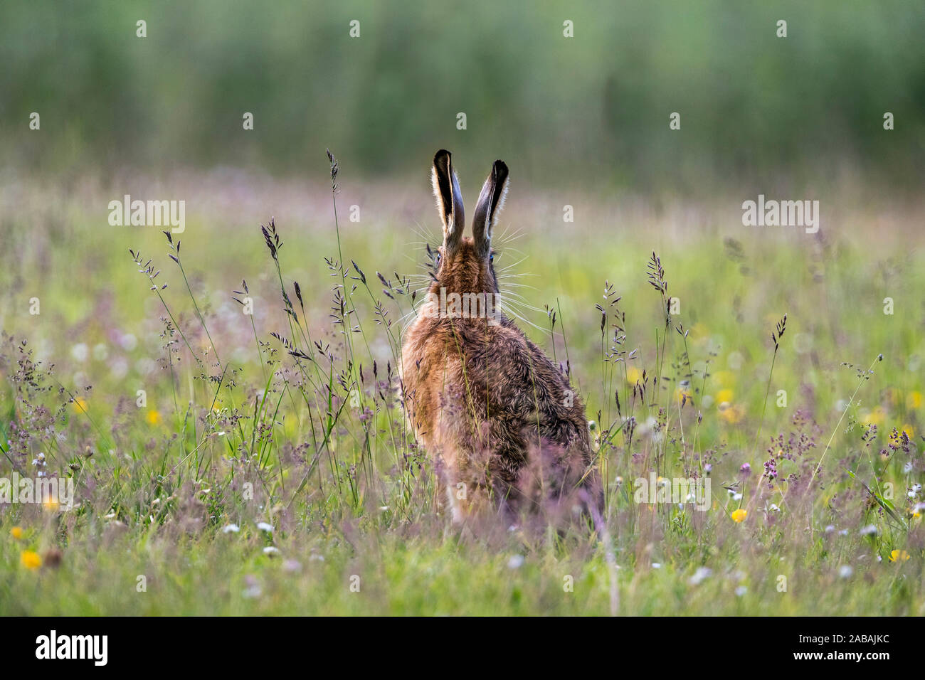 Feldhase, Lepus europaeus, mit Augen von Hinten; UK Stockfoto