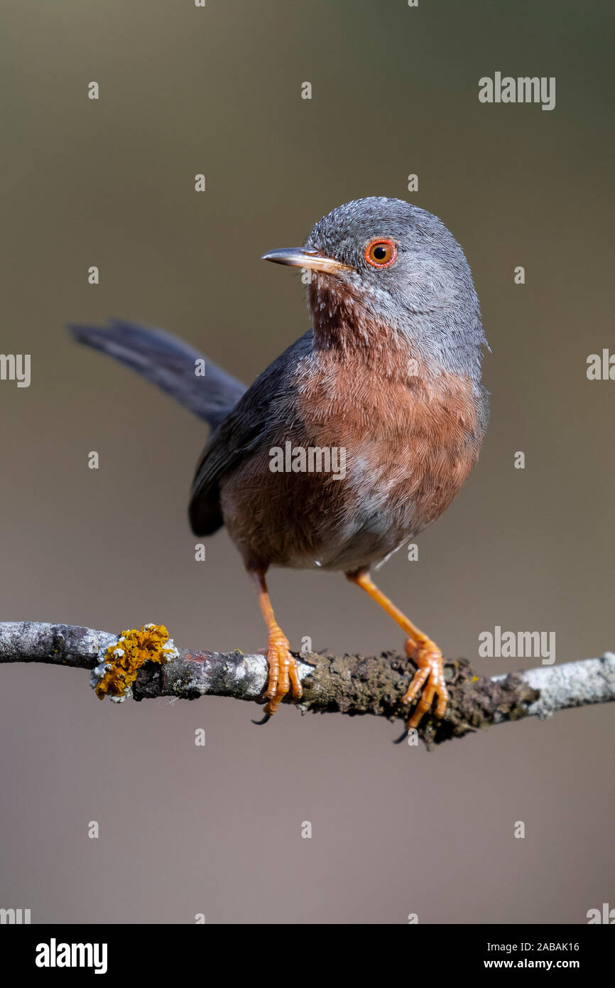 Dartford Warbler, Sylvia undata, ein Vogel auf einem Zweig auf einheitlichen Hintergrund. Stockfoto