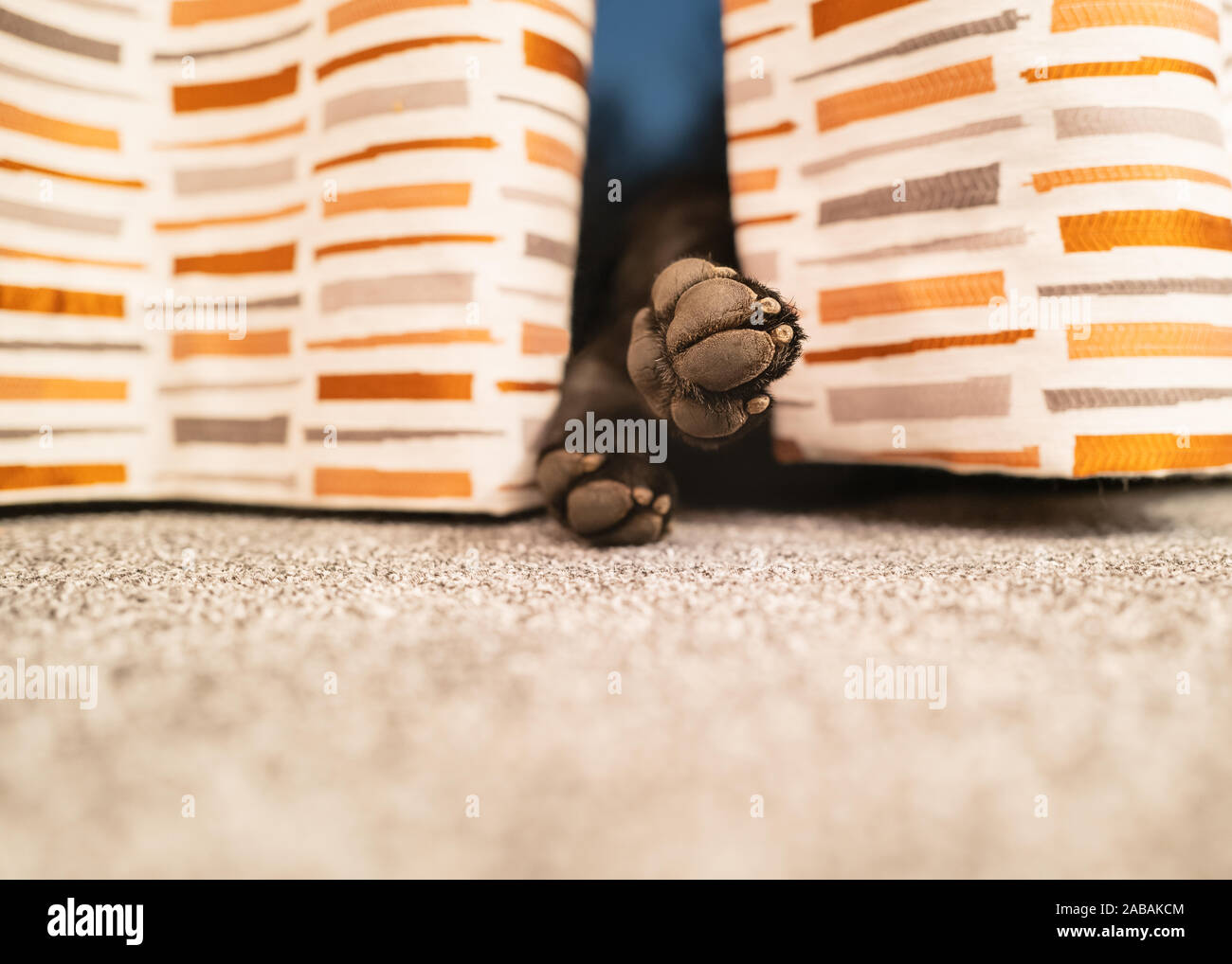 Die Pfoten des Hundes das Stoßen von Vorhängen. Der Hund ist auf dem Boden versteckt sich hinter den Vorhängen, aber seine Pfoten gesehen werden kann. Stockfoto