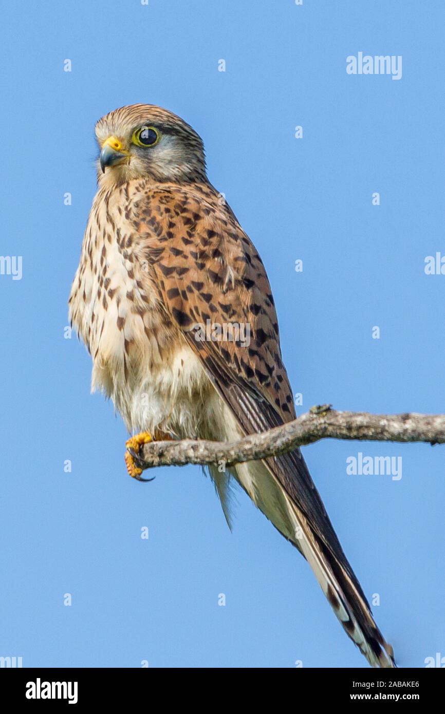 Turmfalke (Falco Tinnunculus) Weibchen Stockfoto