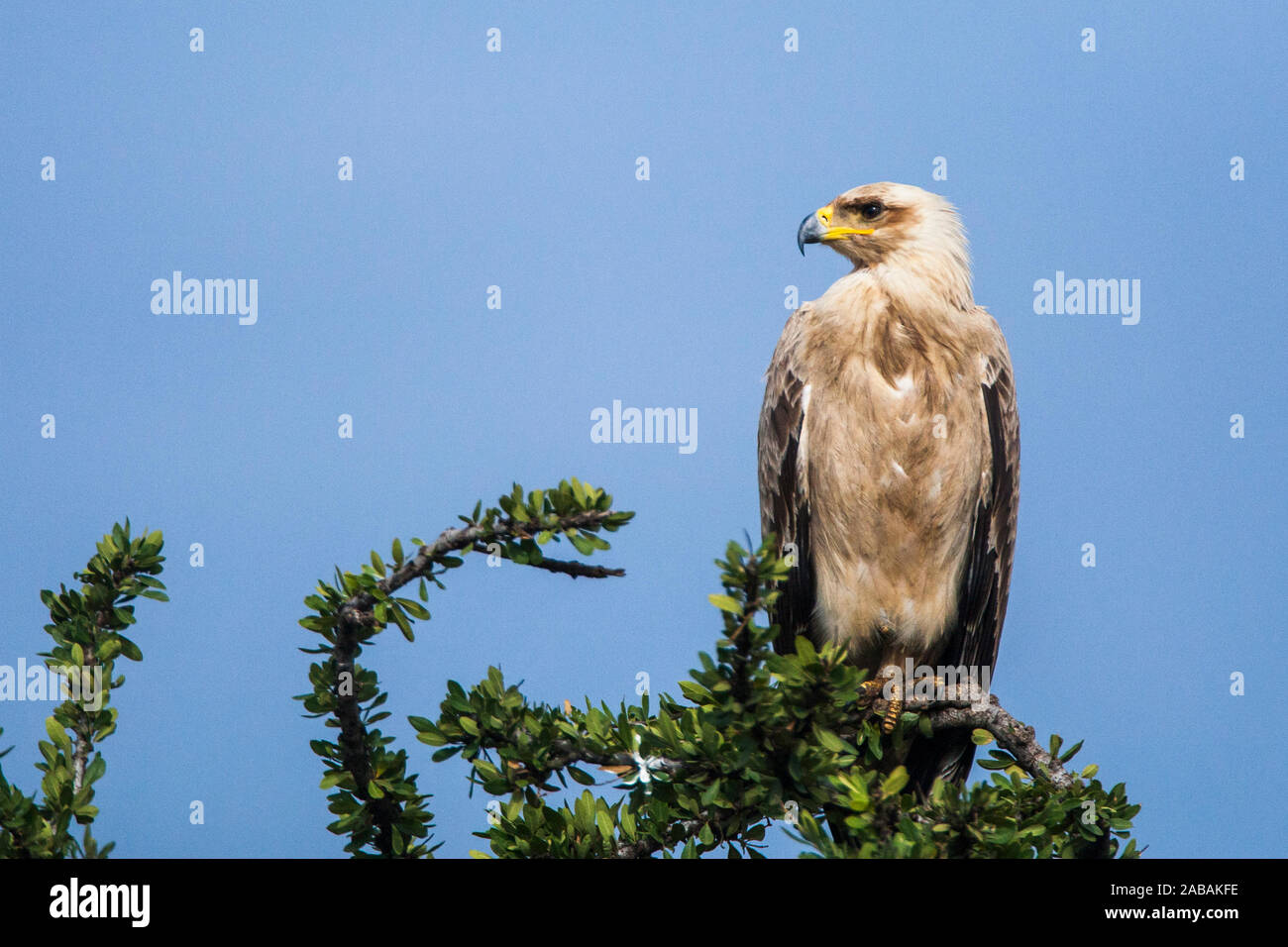 Schreiseeadler (Haliaeetus Vocifer) Stockfoto