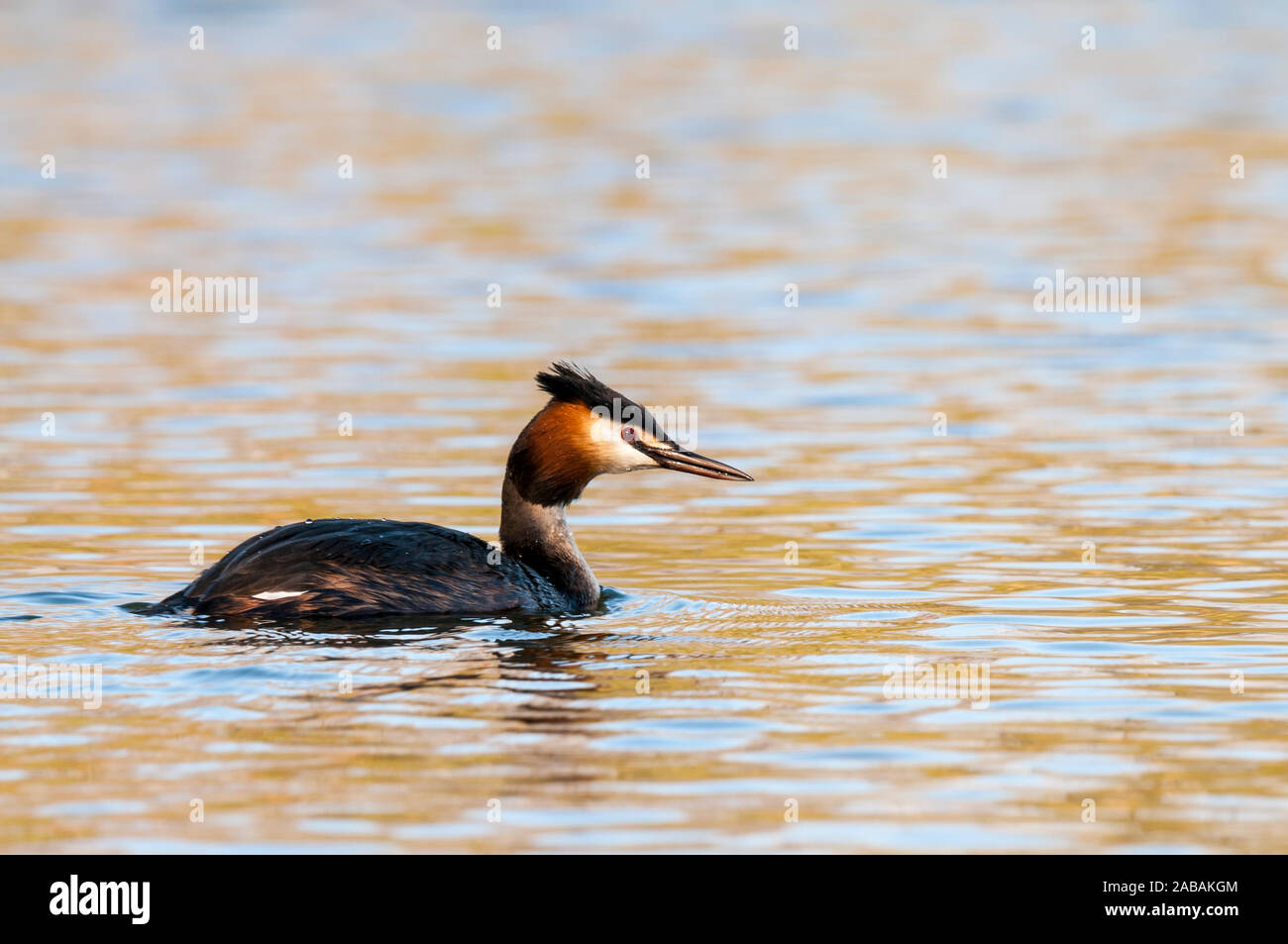 Haubentaucher (Podiceps cristatus), Erwachsene in der Zucht Gefieder, Schwimmen auf einem der Teiche im Lakeside Country Park, Eastleigh, Southampton. Ap Stockfoto