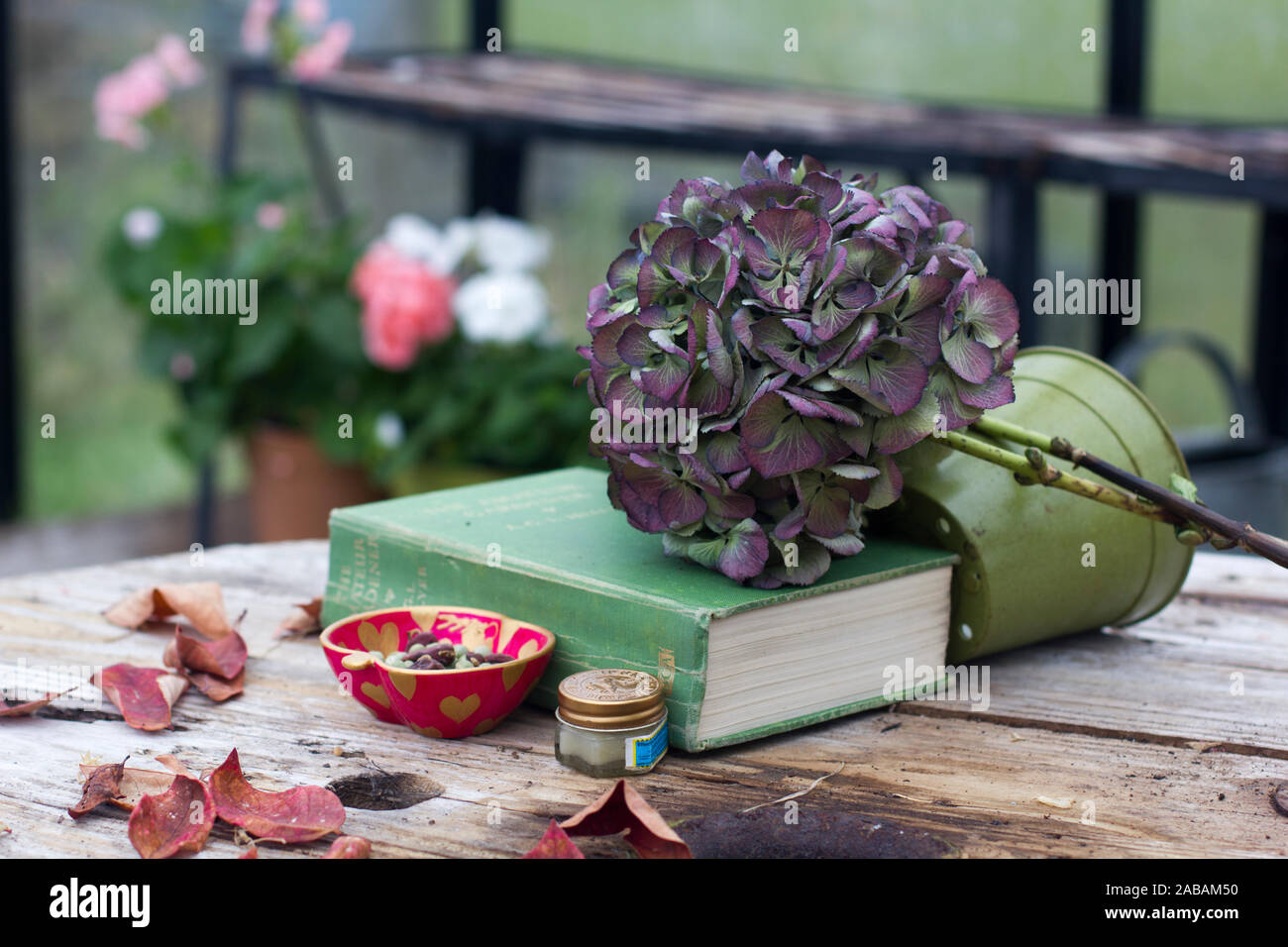 Einige getrocknete Hortensien, Samen, Buch, Blumentopf und Blätter im Herbst auf dem Tisch im Gewächshaus. Ein Winter geschossen, weich und romantischen Stilleben Stockfoto