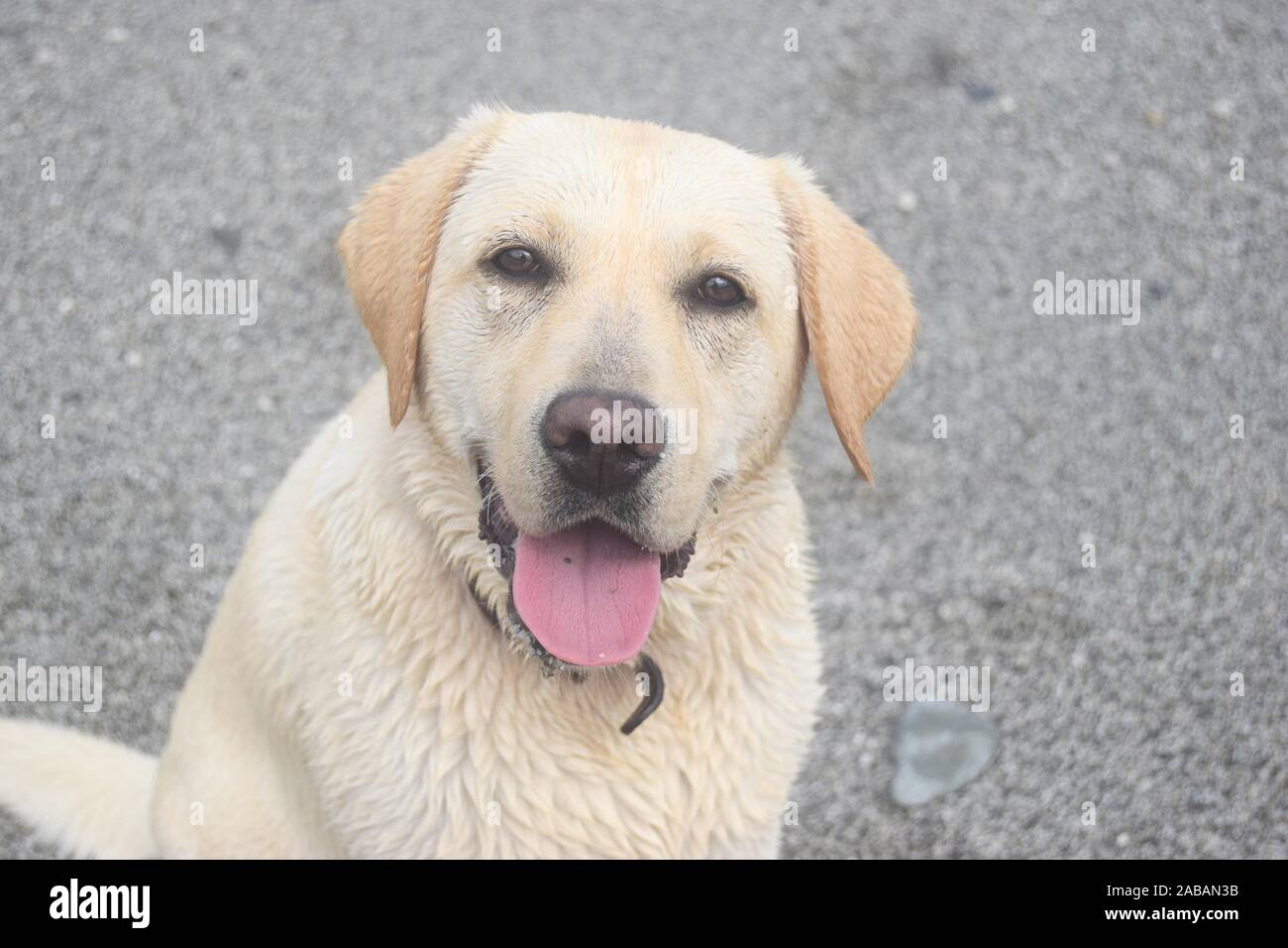 Golden Labrador Welpe 011019 Stockfoto