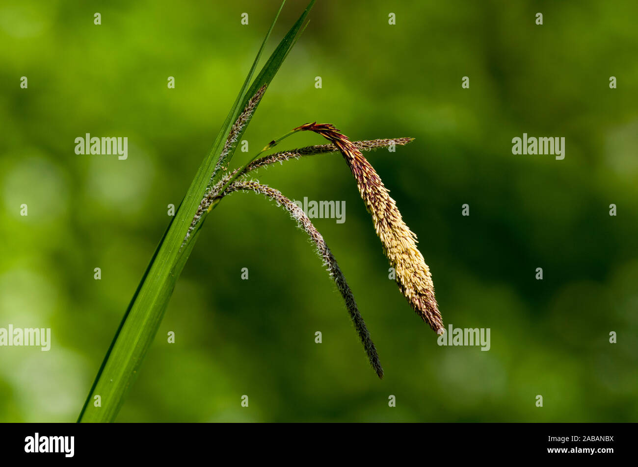 Hängend Segge (Carex pendula) Blüte im Hackfall Woods am östlichen Rand der Nidderdale Gebiet von außergewöhnlicher natürlicher Schönheit in Norden Yorkshir Stockfoto