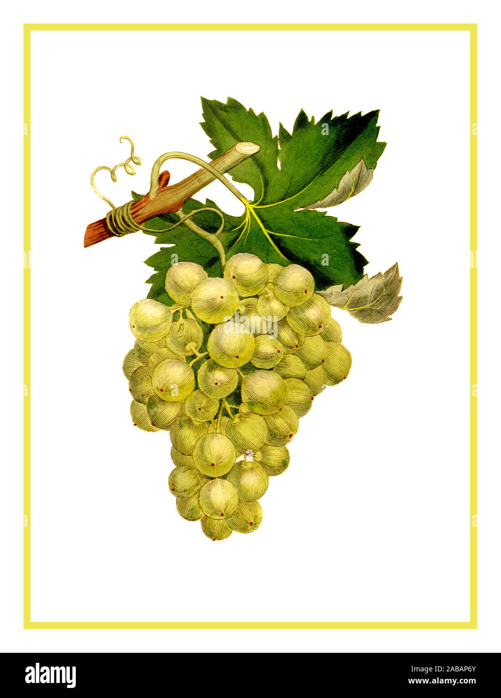 Jahrgang 1890 Trauben Farblithographie' Vitis vinifera 'weiße Weintrauben Abbildung. Vitis vinifera, die gemeinsame Weinrebe ist eine Pflanzenart aus der Gattung Vitis, native auf den Mittelmeerraum, in Mitteleuropa, und im südwestlichen Asien, aus Marokko und Portugal Norden nach Süden und von Osten nach Norden des Iran. ... Die wilden Traube wird oft als V. vinifera Subsp eingestuft Stockfoto