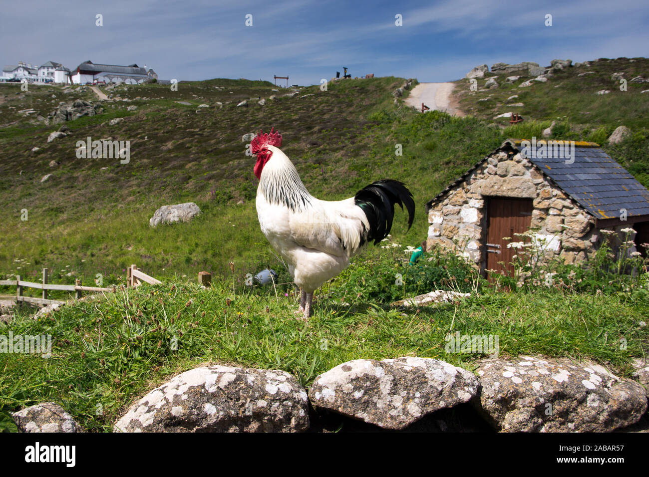 Hahn in Lands End, England, Cornwall Stockfoto