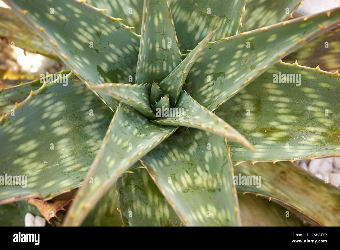 Gefleckte Blätter der Aloe maculata sukkulente Pflanze Stockfoto