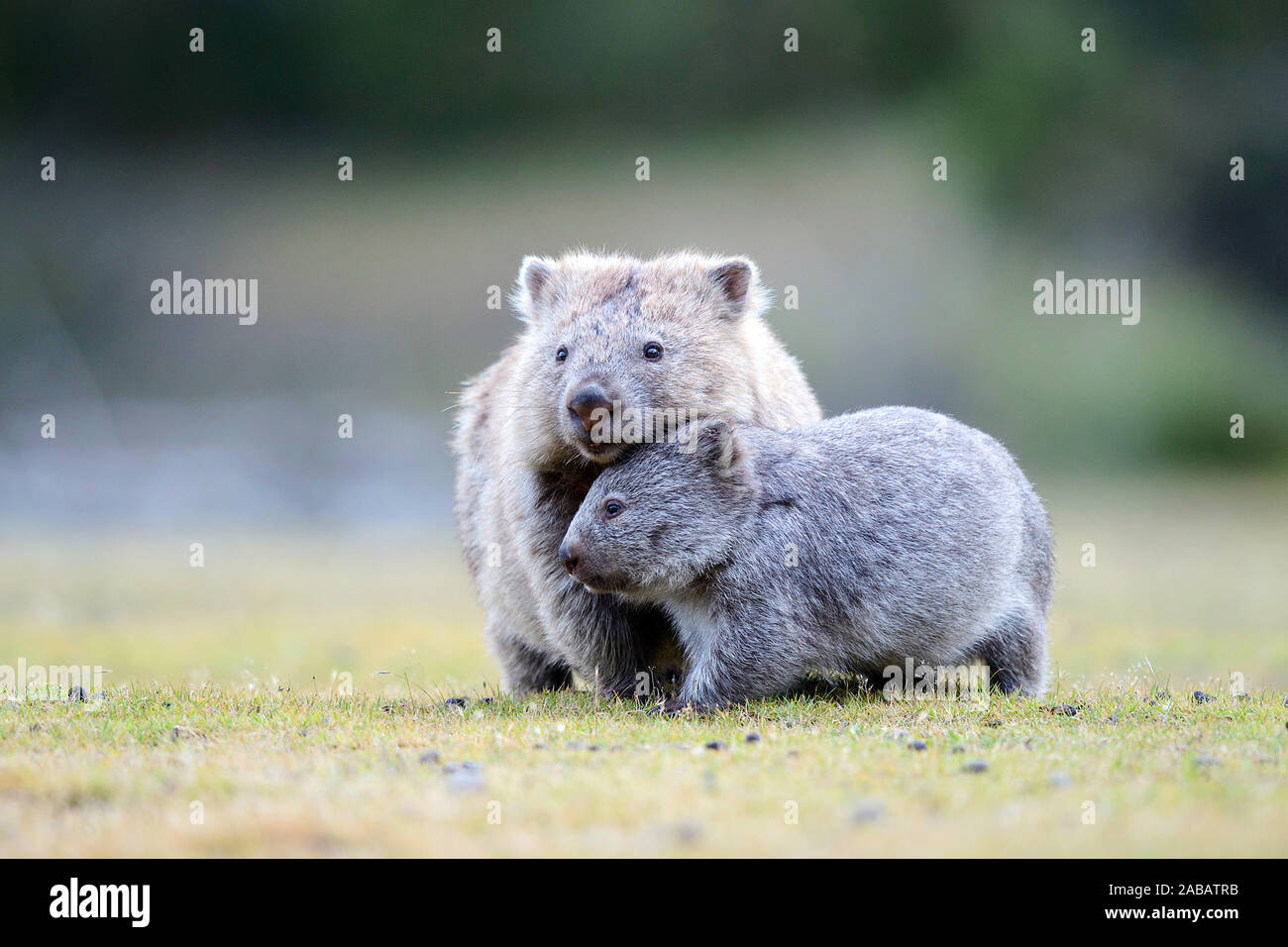 Nacktnasenwombat Murmeln mit Jungem Stockfotografie Alamy