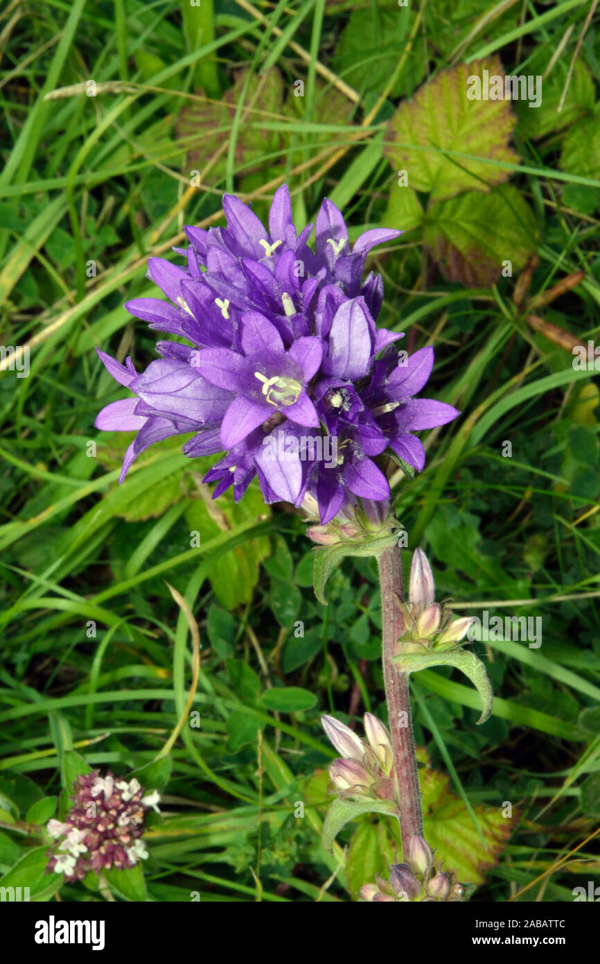 Campanula glomerata (clustered bellflower) ist in Wäldern oder Trockenrasen in den gemäßigten Zonen Eurasiens gefunden. Stockfoto