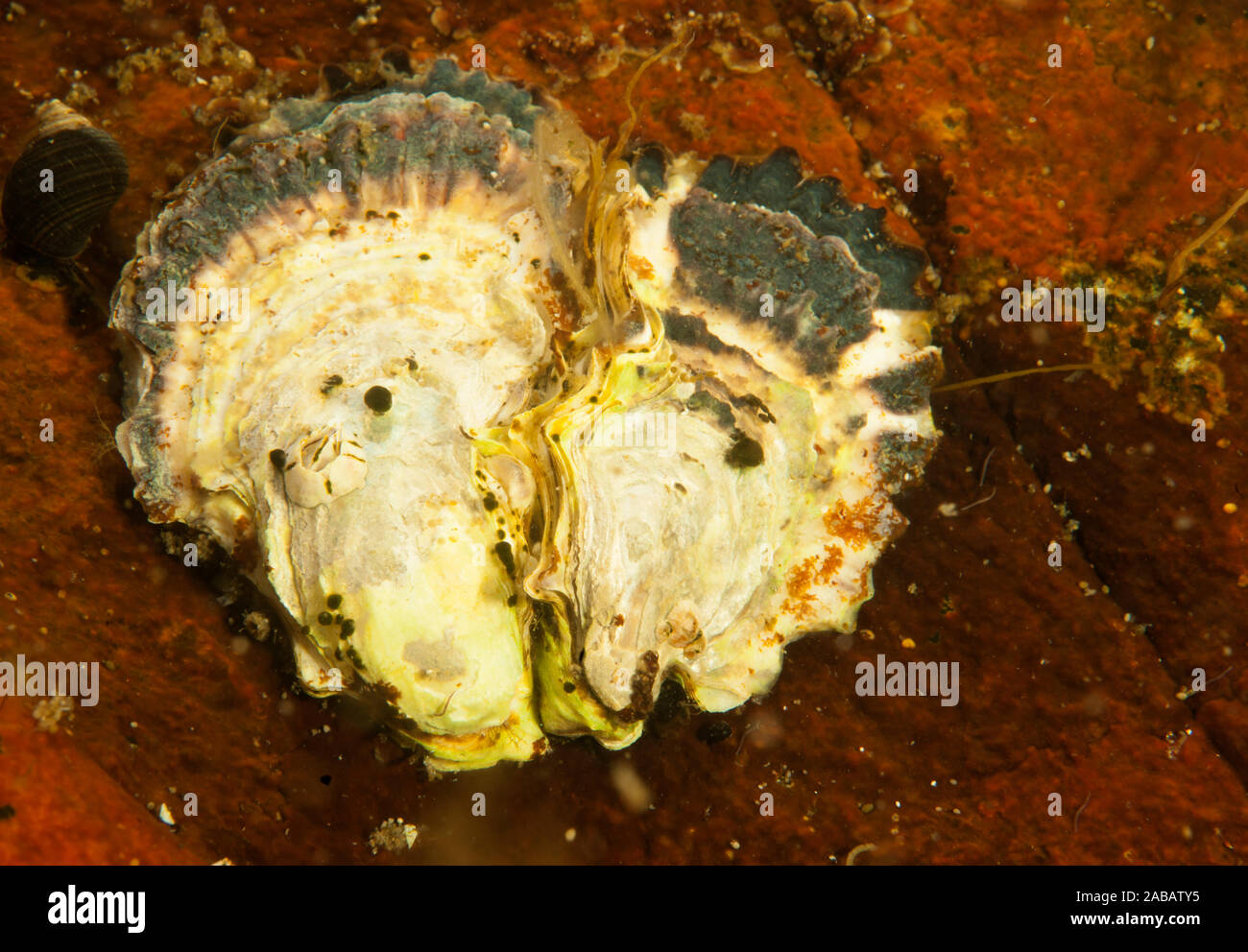 Die Pazifische Auster, Japanische Auster, oder Miyagi Oyster (Magallana gigas, bisher und derzeit auch als Crassostrea gigas, durch Teil o als bekannt Stockfoto