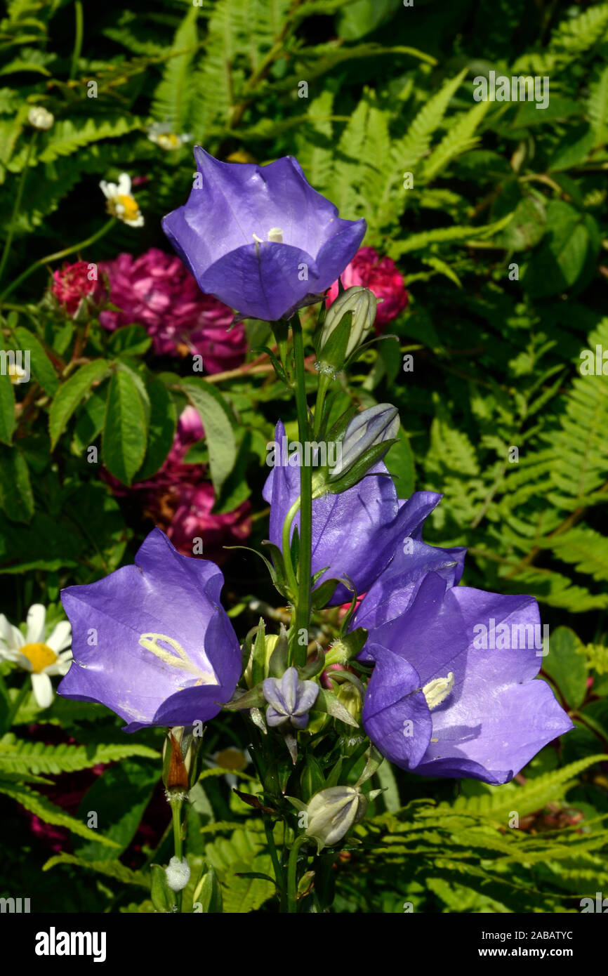 Campanula persicifolia (Pfirsich-leaved bellflower) können in den Alpen und anderen Gebirgsregionen in Europa, die in Wäldern und bewaldeten Margen gefunden werden. Stockfoto