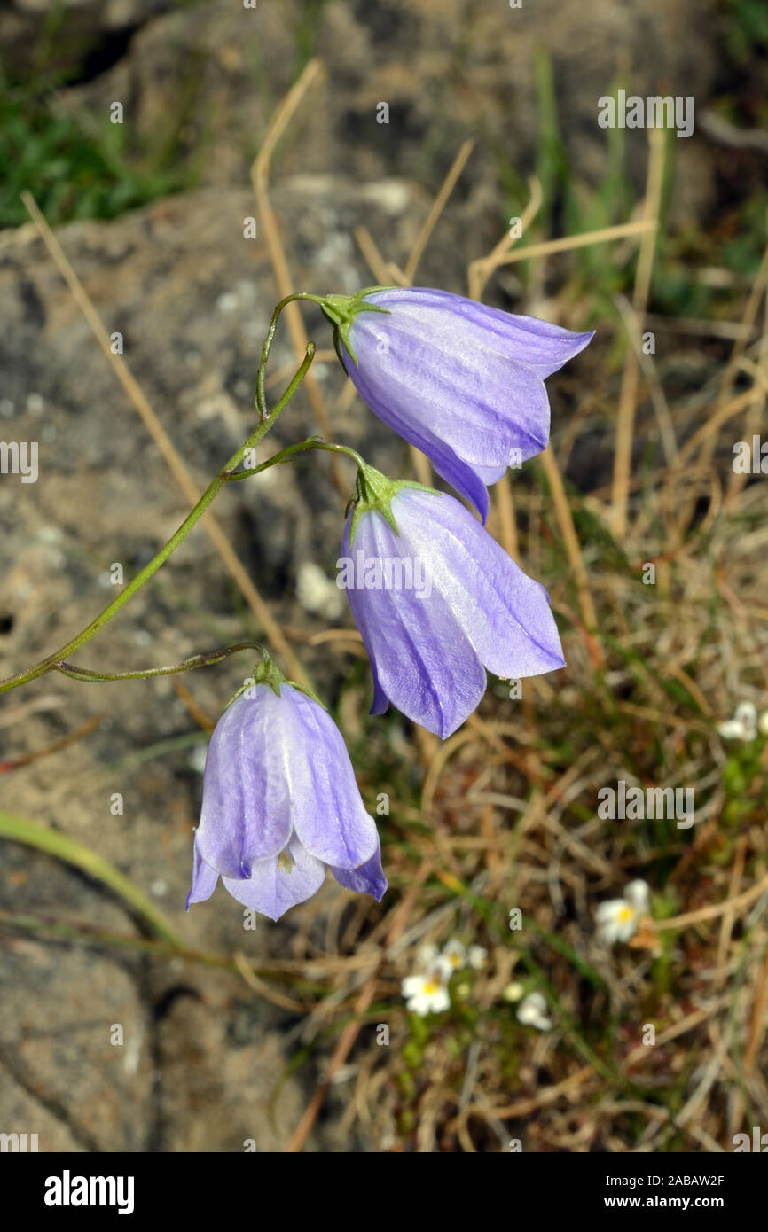 Campanula rotundifolia (harebell) hat eine zirkumpolare Verbreitung in der nördlichen Hemisphäre, wo es im Grünland- und Heideflächen gefunden werden kann. Stockfoto