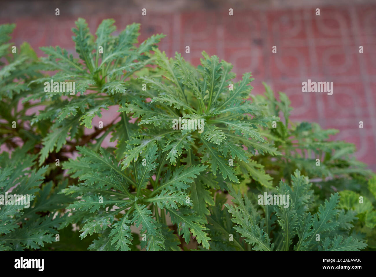 Euryops pectinatus frische Blätter und Blüten Stockfoto