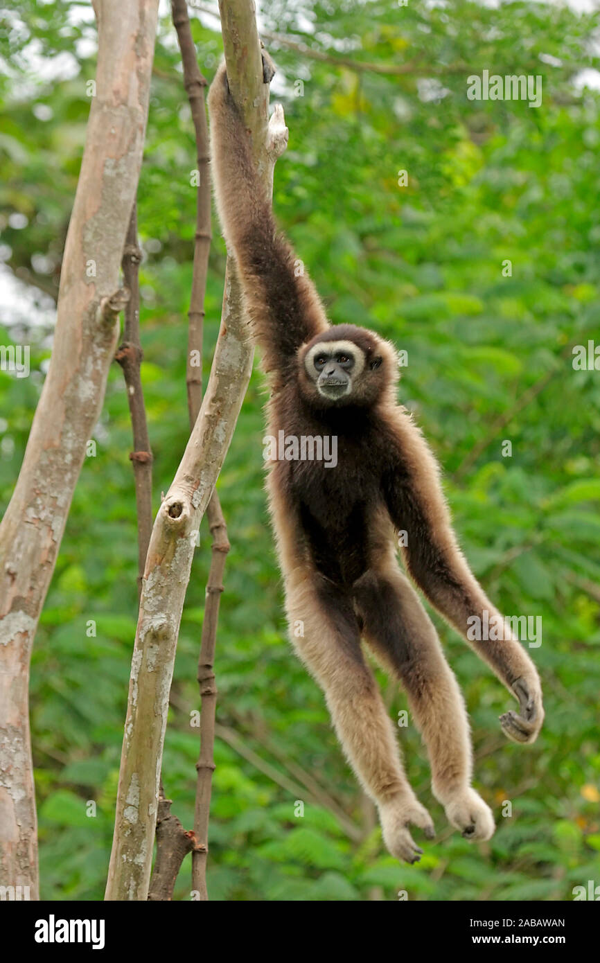 Grauer Gibbon, Borneo Gibbon, Stockfoto