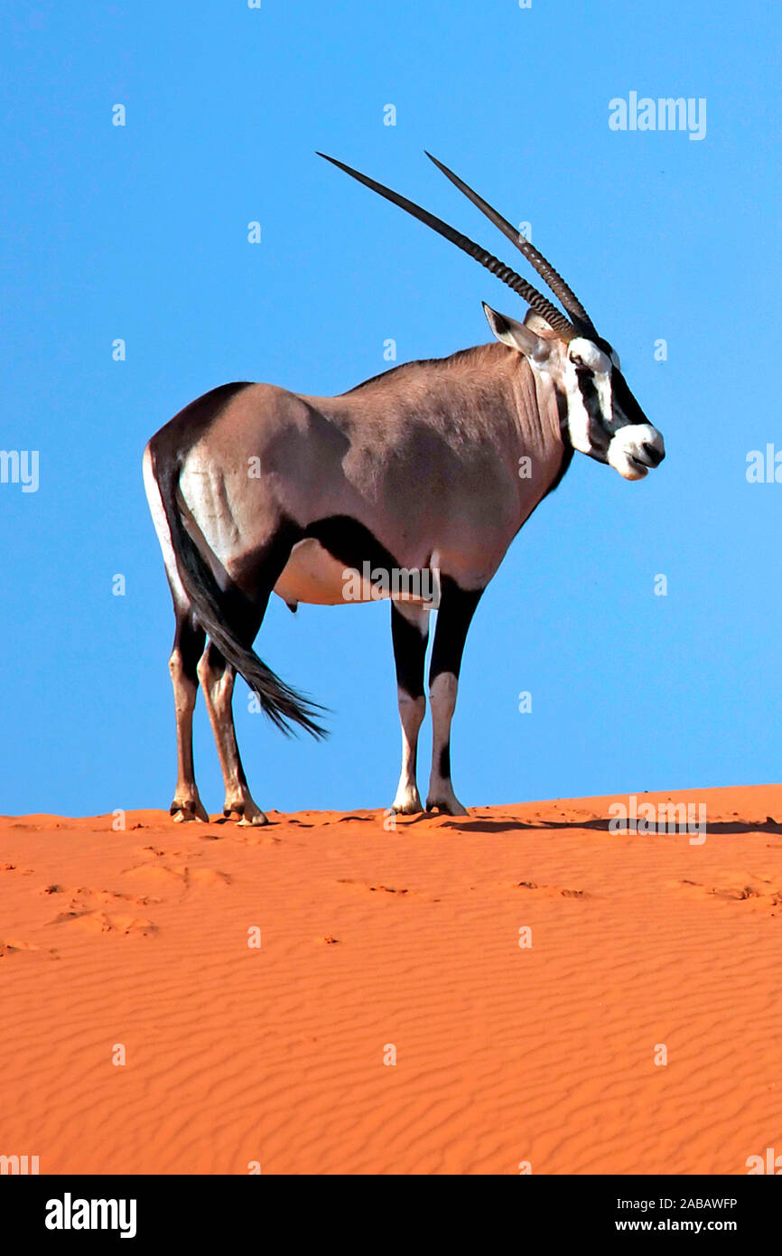 Oryx-Antilope/Gemsbock/Spiesbock Stockfoto