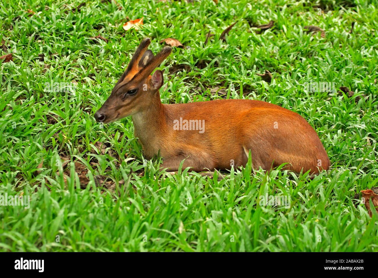 Borneo, Rot Muntjak, Stockfoto