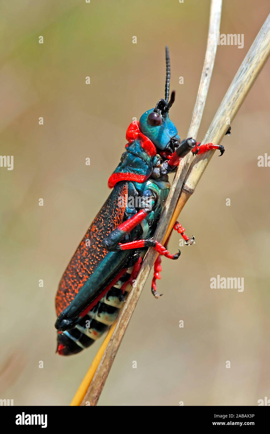 Grashüpfer - Heuschrecke - Suedafrika Stockfoto