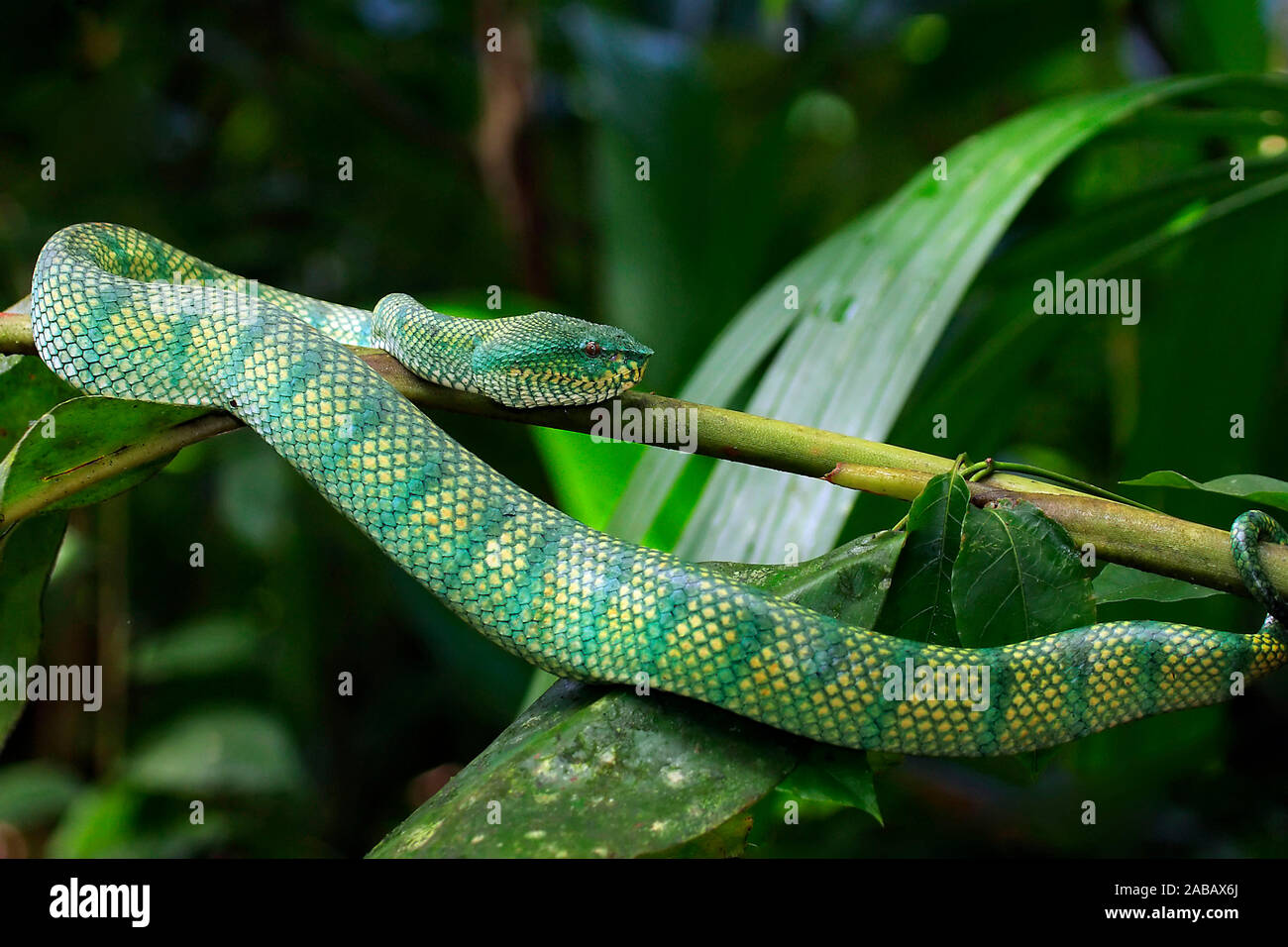 Waglers Bambusotter - Malaysia Stockfoto