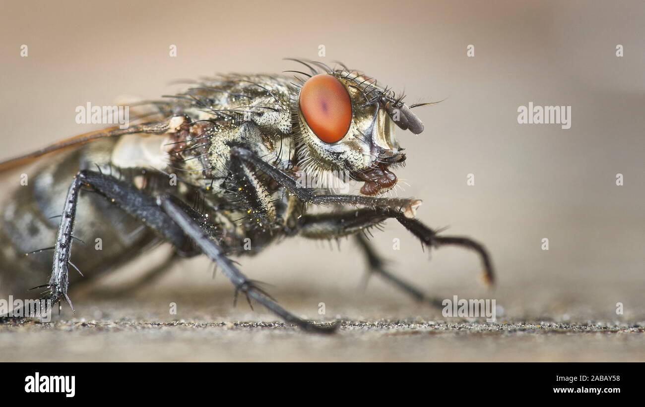 Nahaufnahme von Grau marmoriert Sarcophaga carnaria Sitzen mit genauen Körperbehaarung. Stockfoto