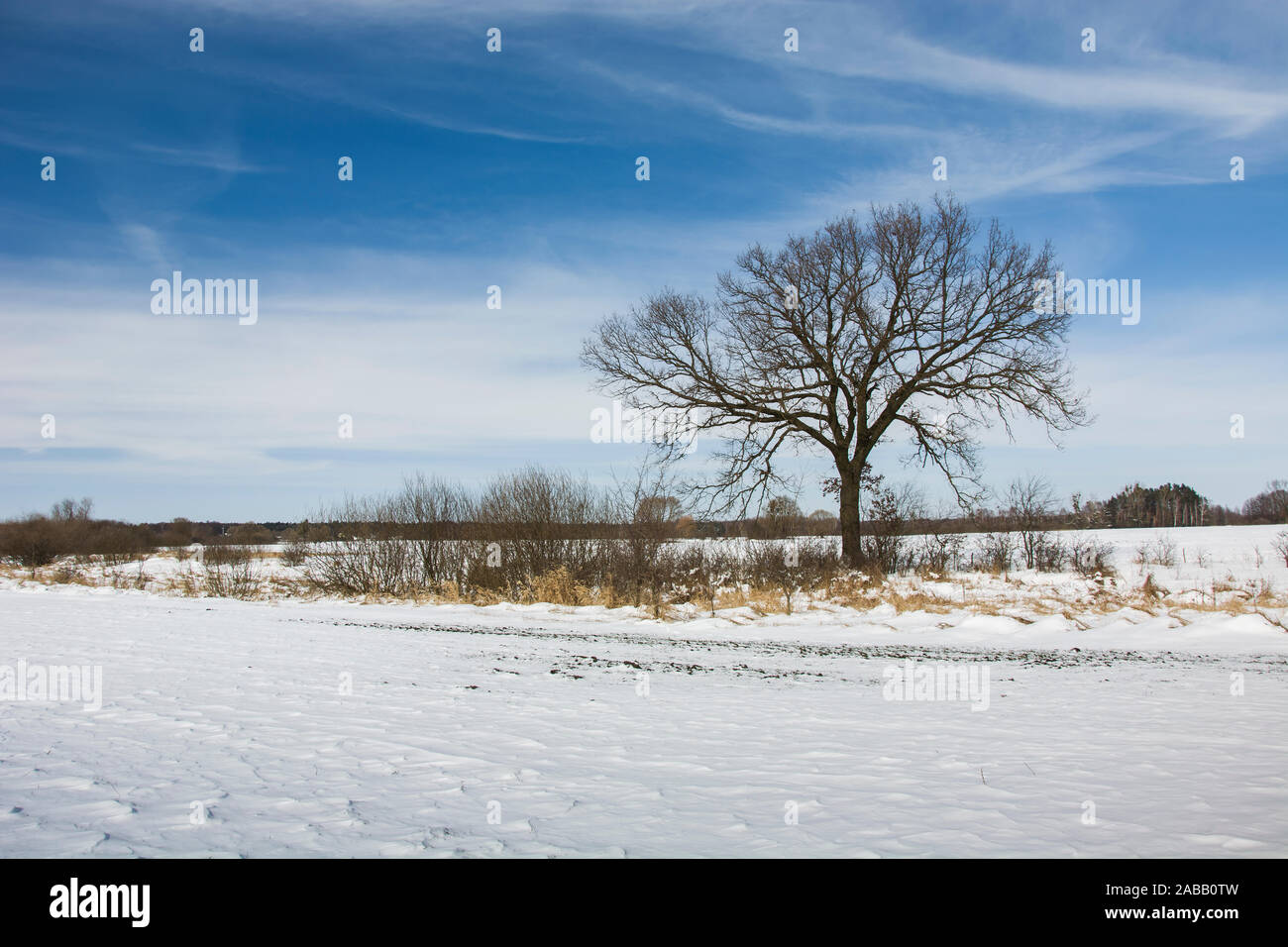 Eiche ohne Blätter und Schnee auf dem Feld, Winter Blick Stockfoto