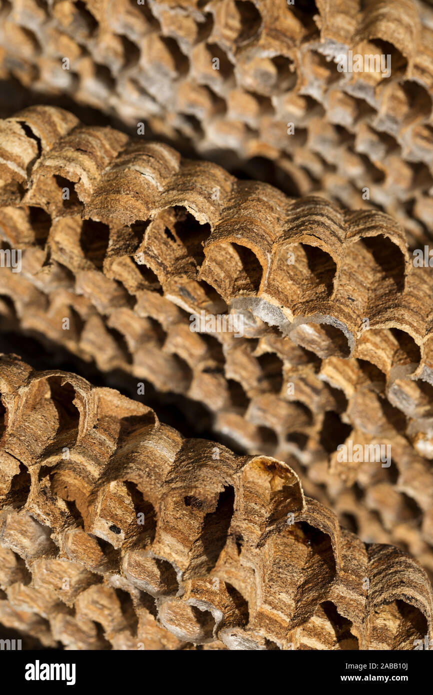 Hornisse, Vespa crabro; Detail der Nest; UK Stockfoto
