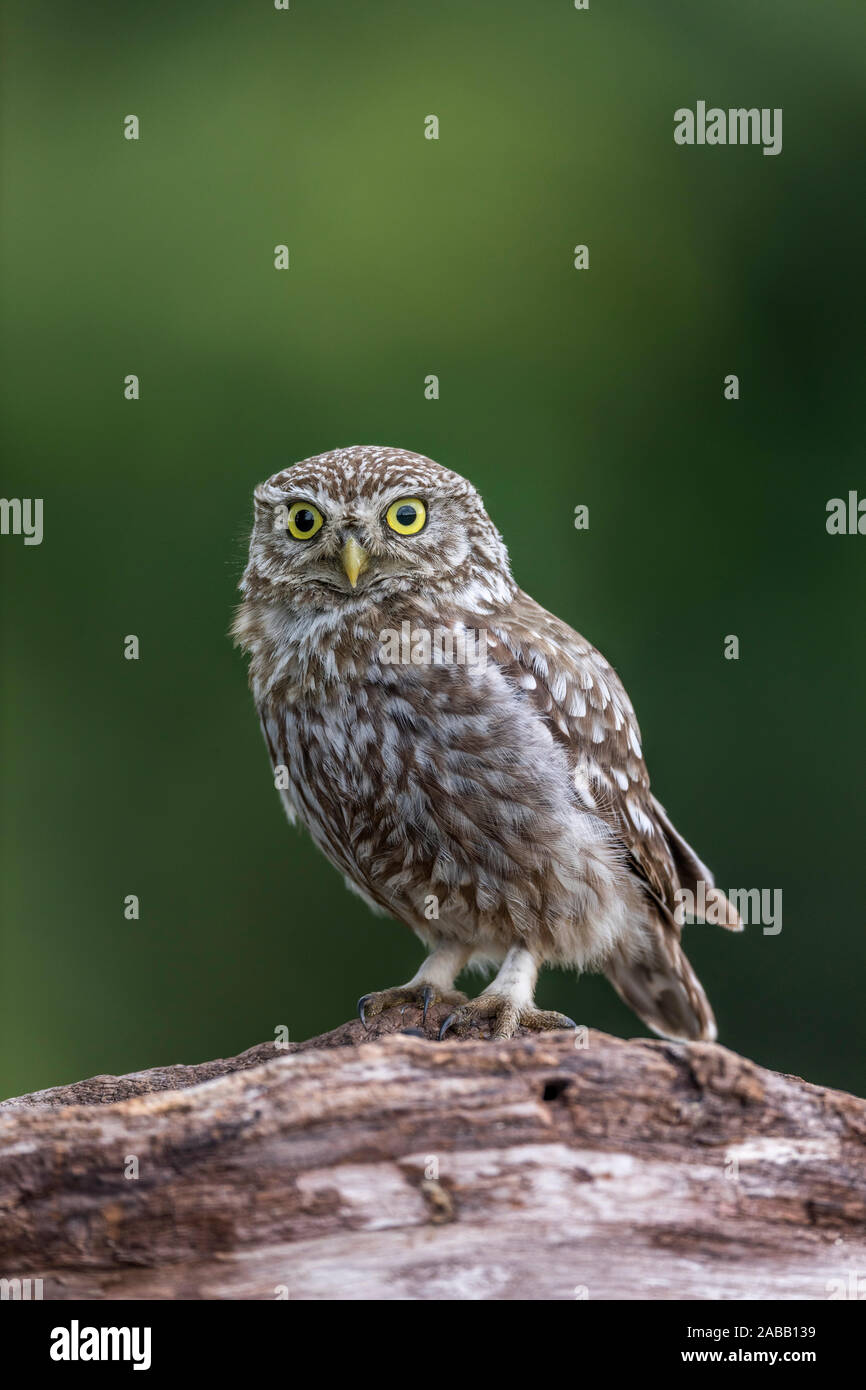Kleine Eule; Athene Noctua; UK Stockfoto