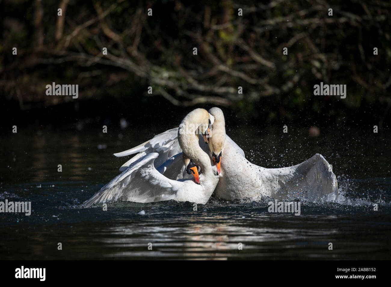 Mute swan; Cygnus olor; drei Kämpfen, Großbritannien Stockfoto Mute swan; Cygnus olor; drei Kämpfen, Großbritannien Stockfoto