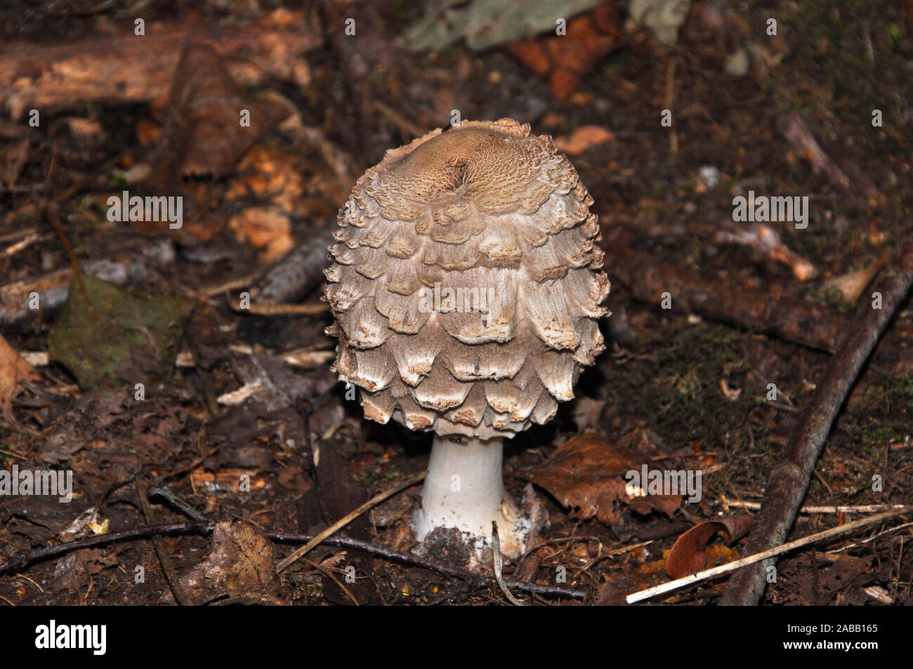 Safran-schirmpilz Pilz, Macrolepiota rhacodes, Agaricaceae, in einem Wald. Oxfordshire, UK Stockfoto
