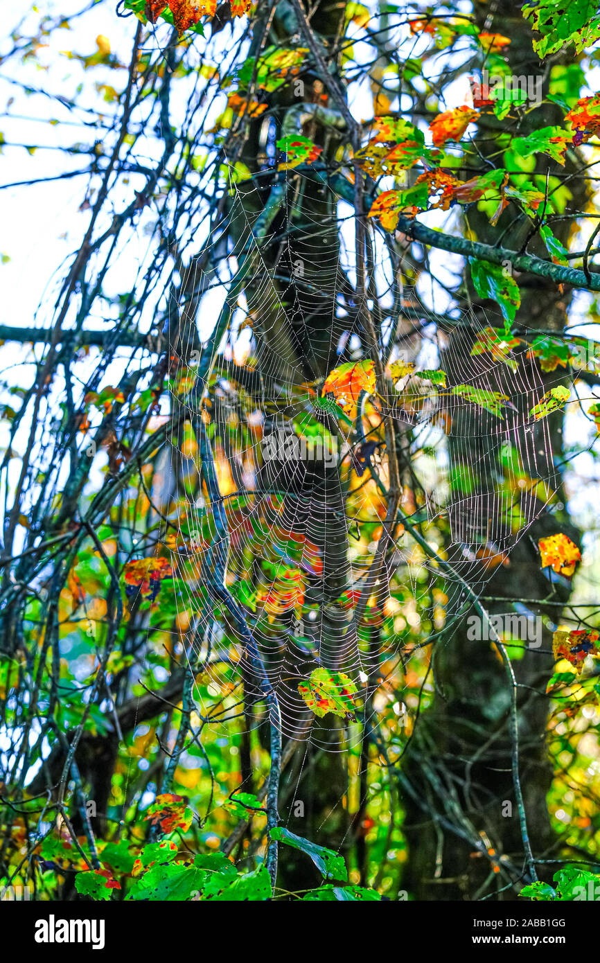 Riesige Spinne Stockfotos Und Bilder Kaufen Alamy