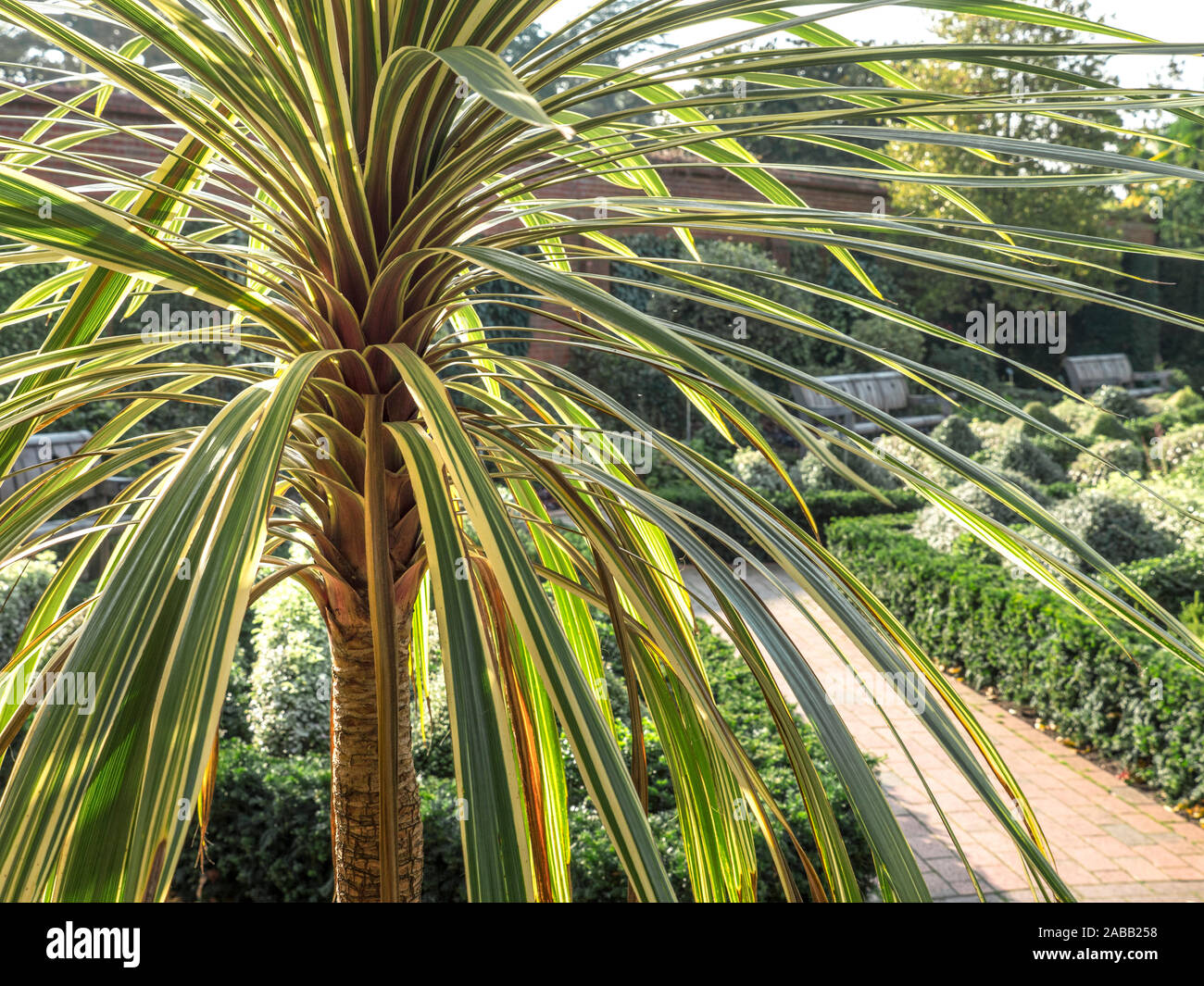 Cordyline australis 'Alberti gras Palm mit formalen ummauerten Feld Garten hinter im Herbst Sonne Stockfoto
