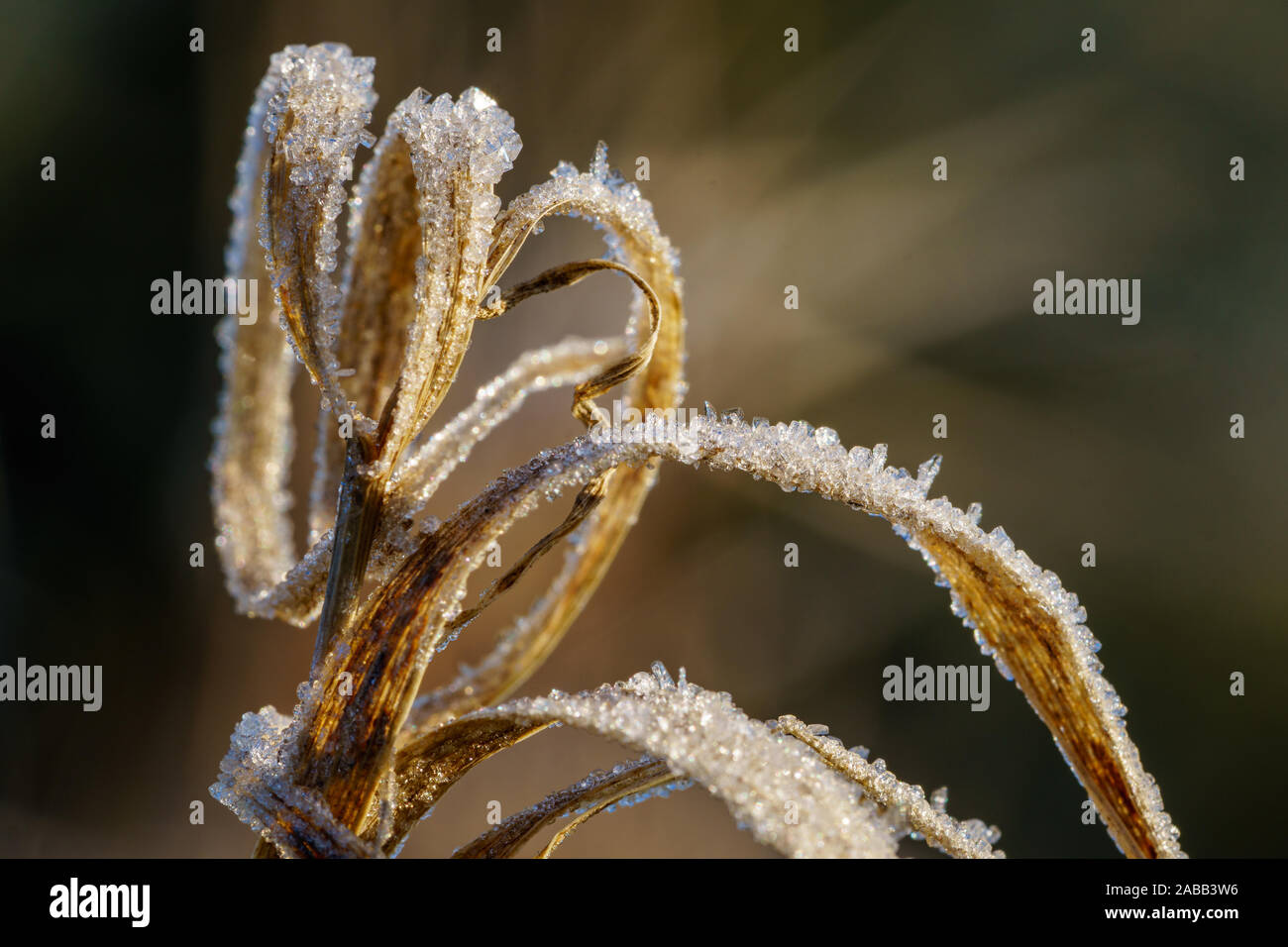 Braune Grashalme mit glitzernden Eiskristallen von Raureif durch Sonnenlicht am Morgen beleuchtete abgedeckt getrocknet. Winter Konzept. Closeup Makro Stockfoto