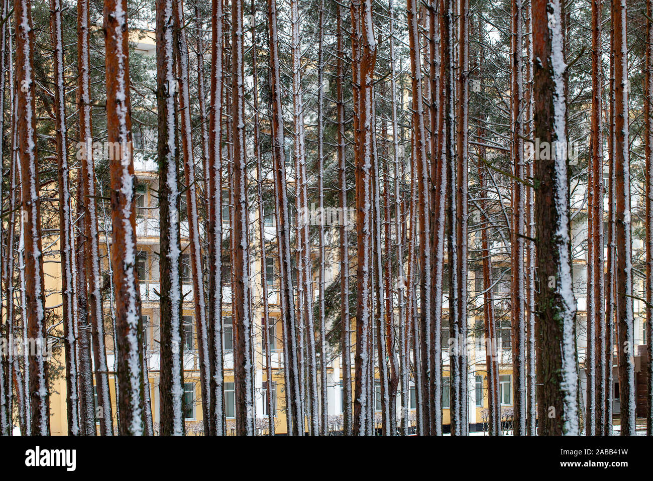 Anzeigen eines mehrstöckigen Wohnhauses durch die verschneite Amtsleitungen eines Pinienwaldes. Selektiver Fokus Stockfoto