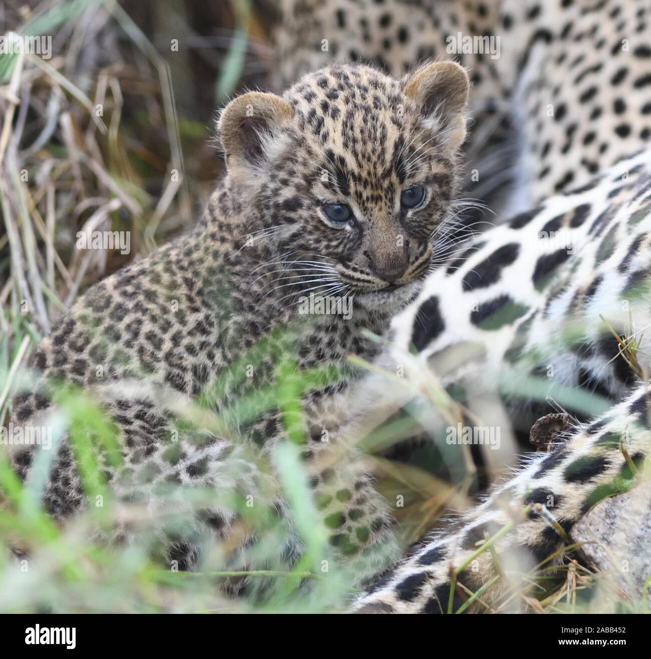 Ein sehr junger Leopard (Panthera pardus) Cub, seine Augen noch Blau, mit seiner Mutter vor ihrer Höhle. Serengeti National Park, Tansania. Stockfoto