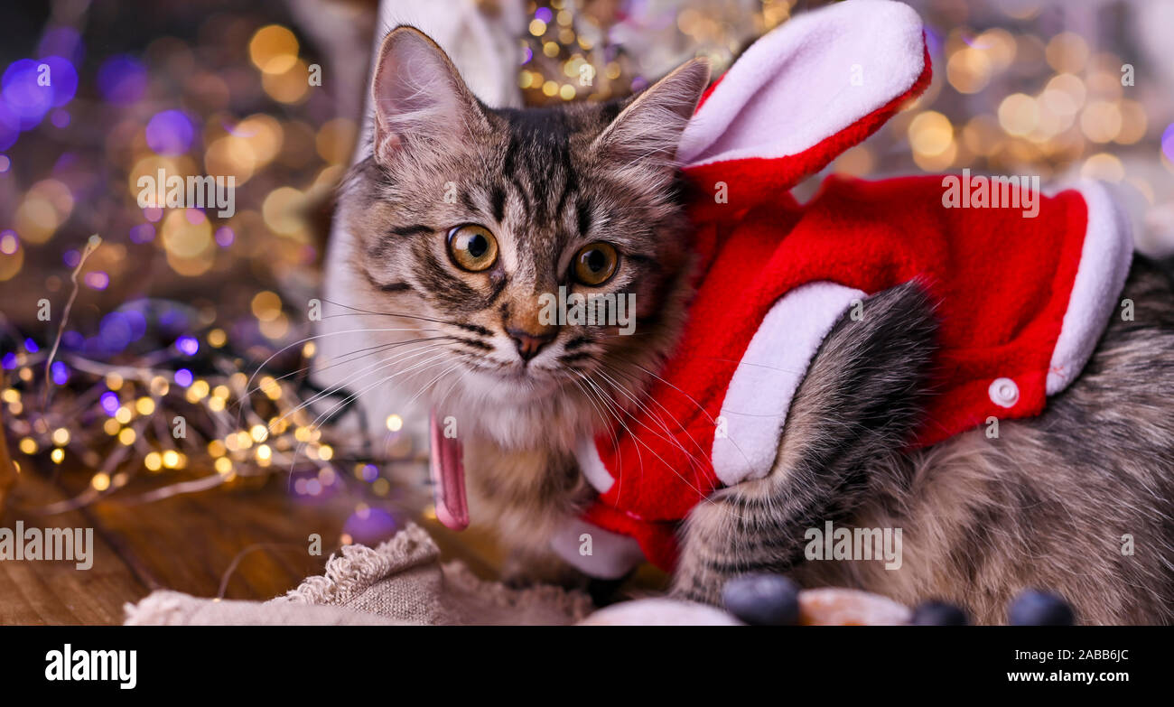 Schöne Katze in santa claus Kleidung. Hintergrund mit Bokeh, Foto für die Weihnachtskarte. Platz kopieren Stockfoto