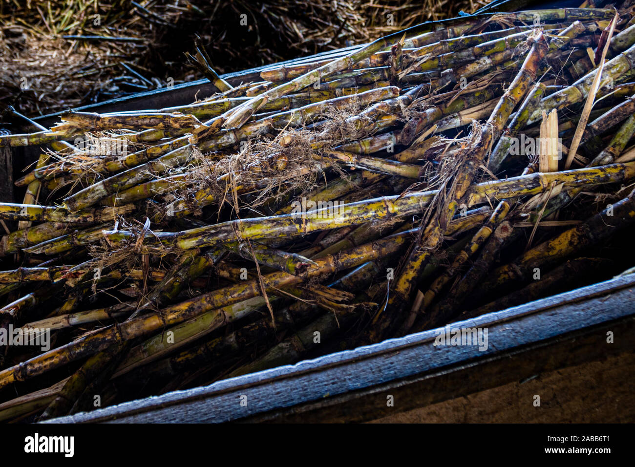 Zuckerrohr wird das ganze Jahr über in Grenada geerntet. Antoine Risses Rum Distillery, Saint Patrick, Grenada Stockfoto