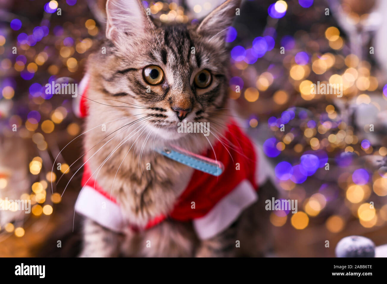 Schöne Katze in santa claus Kleidung. Hintergrund mit Bokeh, Foto für die Weihnachtskarte. Platz kopieren Stockfoto