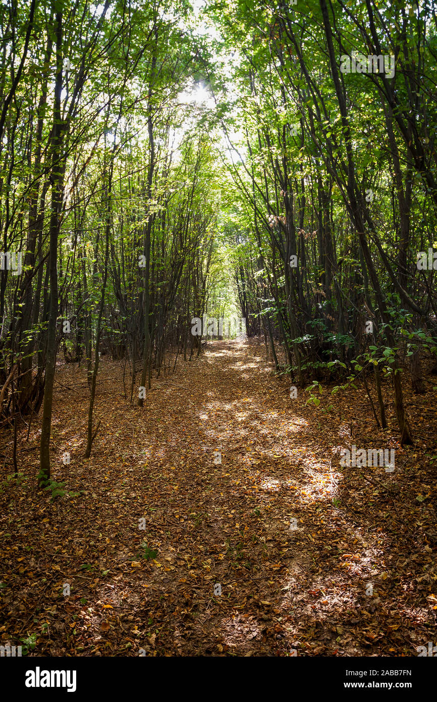 Passage durch den Wald Bäume durch trockene, orange, Blätter im Herbst fallen und Aufhellen durch Licht von der Sonne Stockfoto