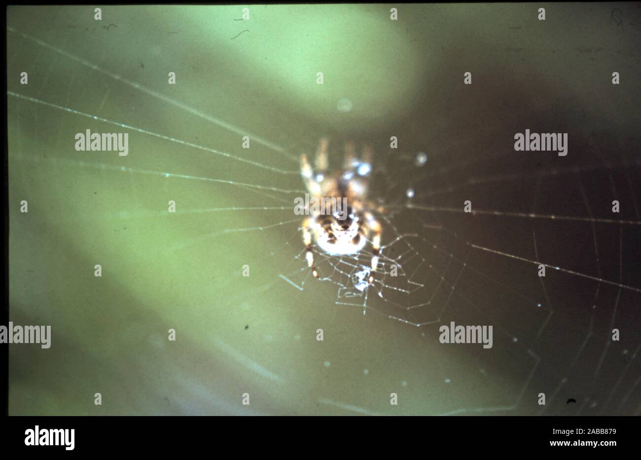 Spinne und Web mit regen Tropfen - im Garten getroffen, UK ca. frühe 1960er 1970er. Stockfoto