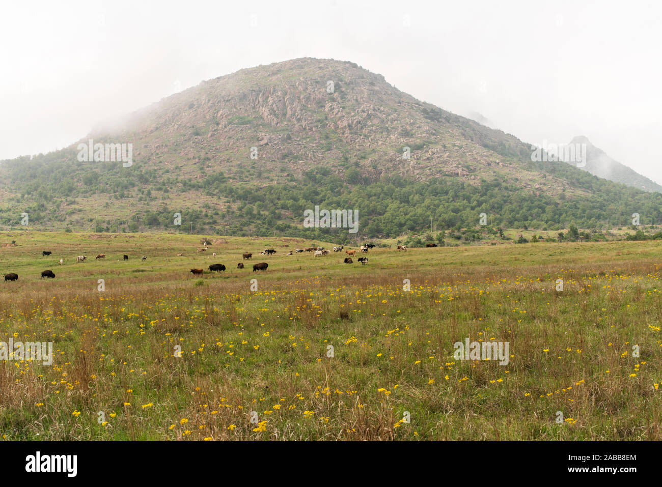 Bisons Weiden an der Wichita Mountains National Wildlife Refuge. Stockfoto