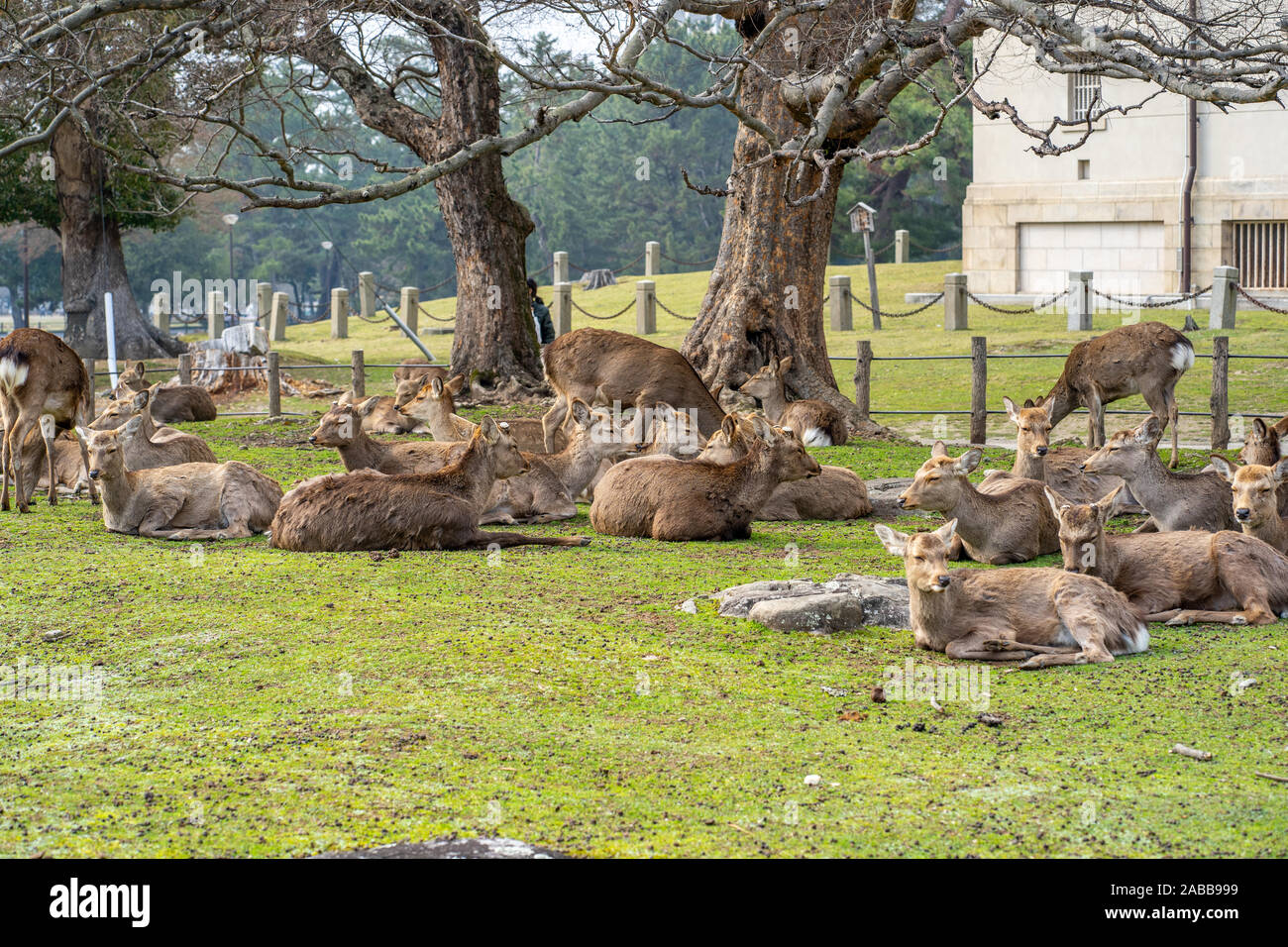 Sika-Rehe aus dem Nara-Gebiet galten aufgrund eines Besuches von Takemikazuchi-no-mikoto, einem der vier Götter des Kasuga-Schreins, als heilig. Stockfoto