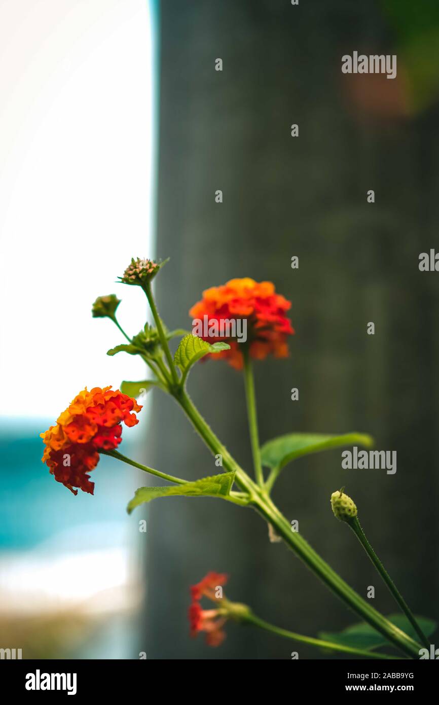 Orange Lantana camara Blütenstände in der Blüte mit grünen Blättern Hintergrund. Flora von Istanbul, Türkei. Stockfoto