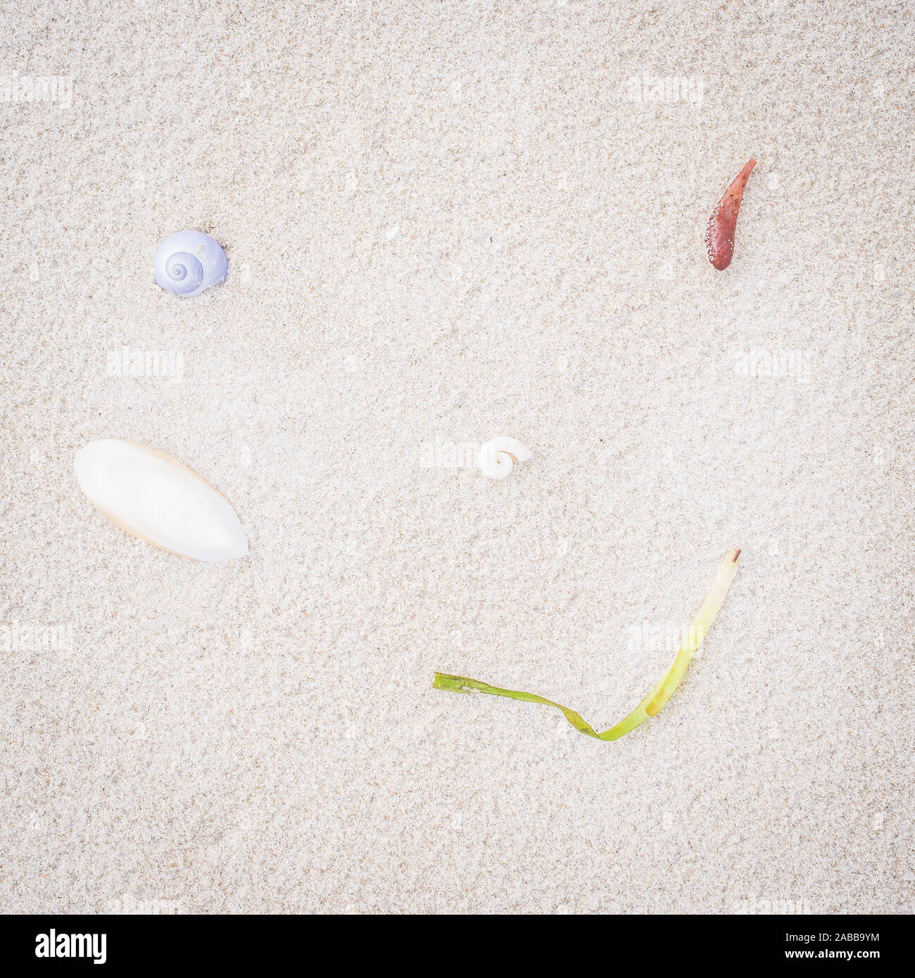 Muscheln und Algen am Strand, Australien Stockfoto