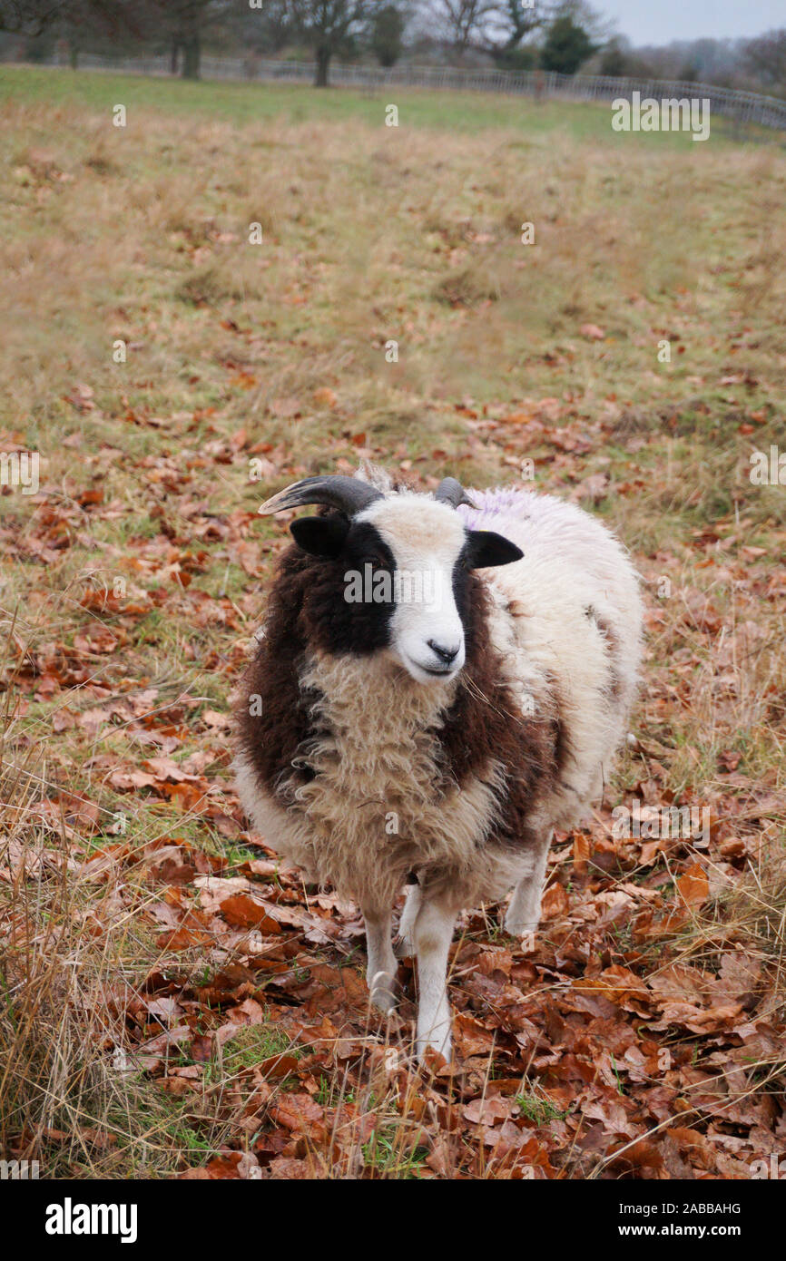 Jakob Schaf stehend in einem Feld, England, Großbritannien Stockfoto